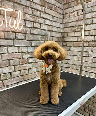 PsyTul – Groomer we Wrocławiu | Strzyżenie i pielęgnacja psów